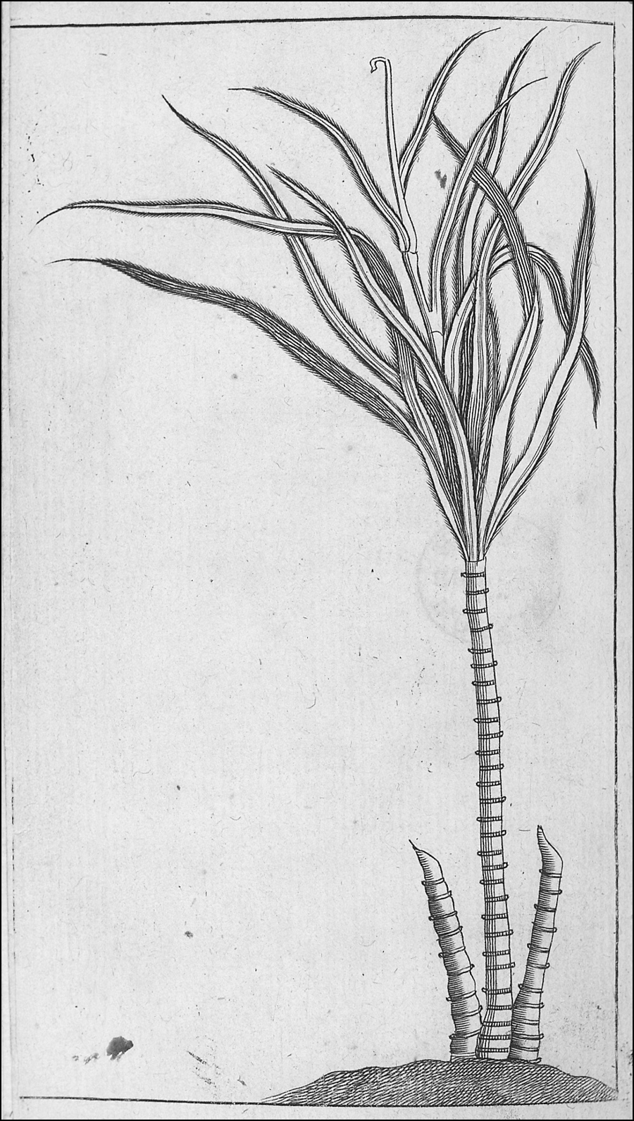 Figure 6.1 A greyscale frontispiece depicting three sugar cane stalks on a small mound: several overlapping leaves are attached to a single tall stalk, while two shorter stalks that have been cut flank it on either side.